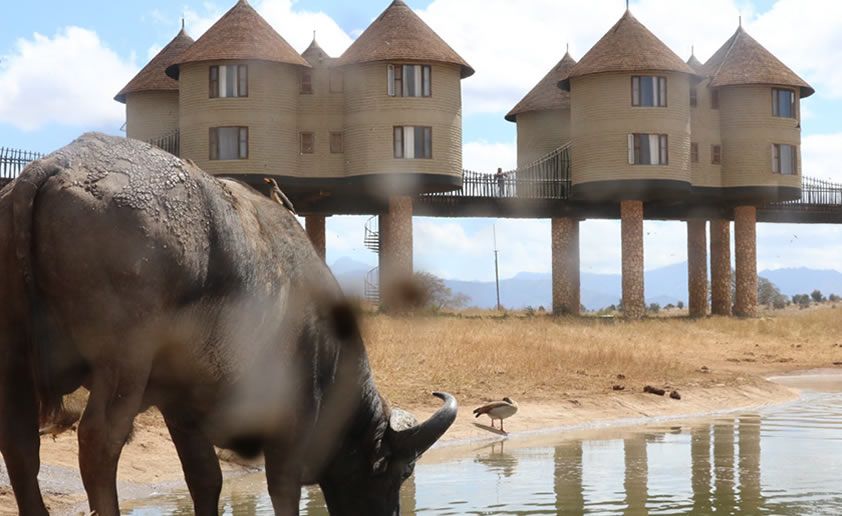 Read more about the article 2 Days Tsavo East National Park And Saltlick