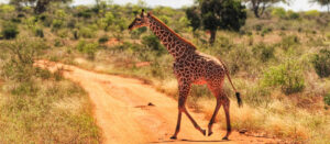 Read more about the article 2 Days Tsavo East National Park And Saltlick