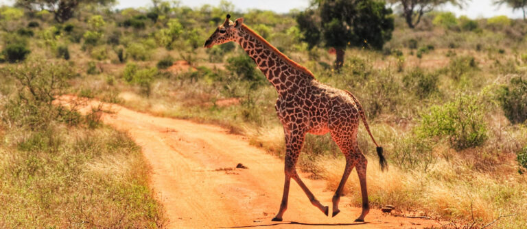 2 Days Tsavo East _West National