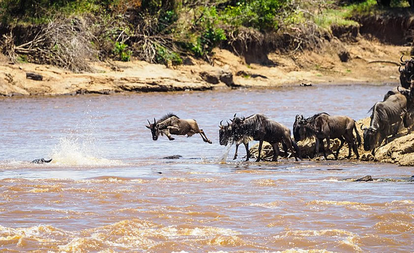 Read more about the article 3 Days Safari To Masai Mara