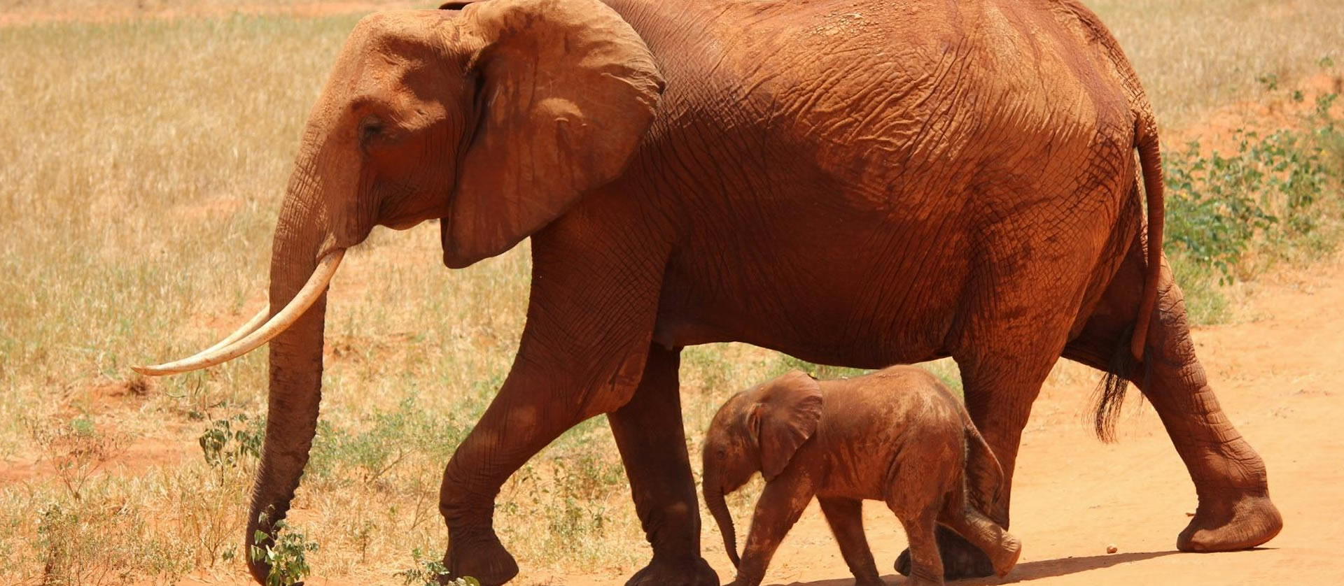 Read more about the article 2 days Tsavo East & West National Park