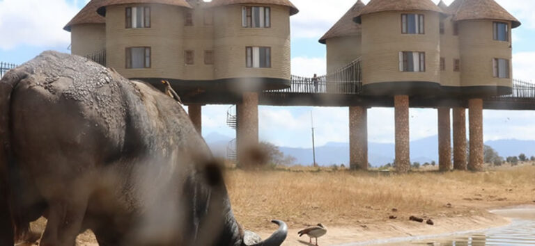 5 Days Tsavo East, West, Amboseli National Park & Saltlick